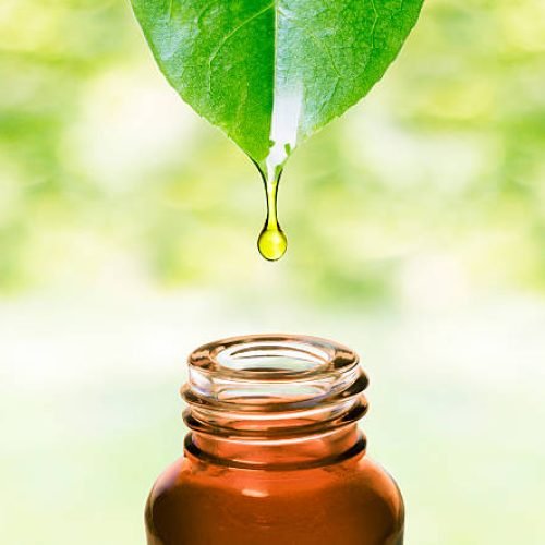 Essence water or oil dripping from a leaf to the bottle. Natural skin care, alternative medicine image.